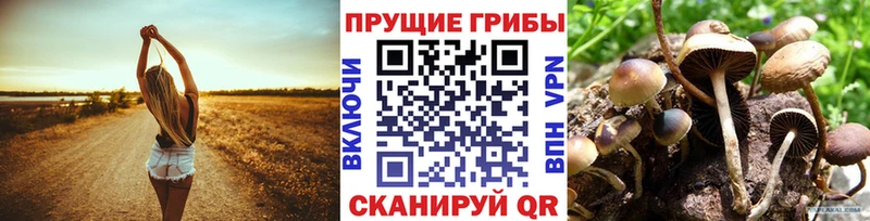 цена наркотик  Приморск  Псилоцибиновые грибы Psilocybe 